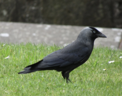 Corvus monedula