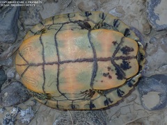 Trachemys gaigeae