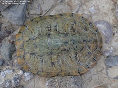 Trachemys gaigeae