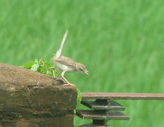 Prinia inornata