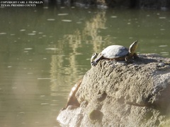 Trachemys gaigeae