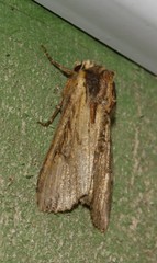 Apamea verbascoides