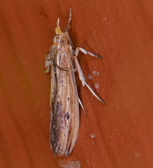 Ancylostomia stercorea