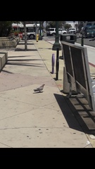 Columba livia domestica