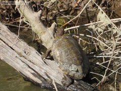 Trachemys gaigeae