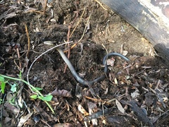 Cacophis squamulosus