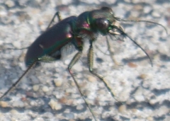 Cicindela purpurea