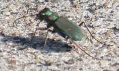 Cicindela purpurea