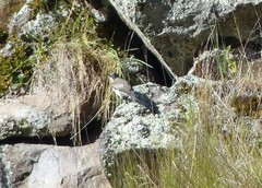 Muscisaxicola alpinus