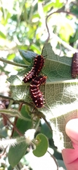 Battus polydamas