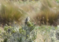 Anthus bogotensis