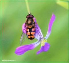 Syrphus octomaculatus