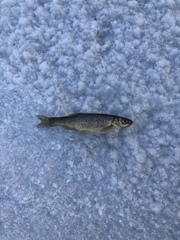 Rhynchocypris percnurus