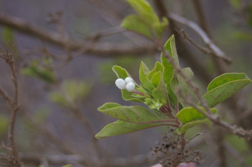Image of Volkameria mollis by no rights reserved