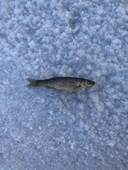 Rhynchocypris percnurus