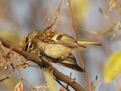 Regulus satrapa satrapa