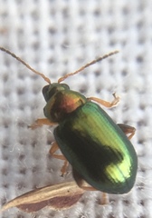 Crepidodera