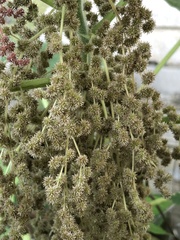 Mallotus paniculatus