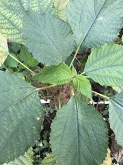 Mallotus paniculatus