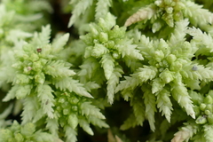 Sphagnum cristatum