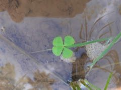 Marsilea crenata