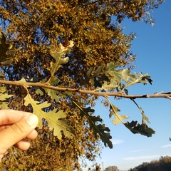 Quercus lobata