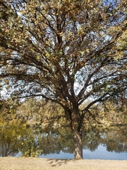 Quercus lobata