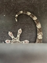 Gekko japonicus
