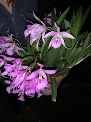 × Brassocattleya