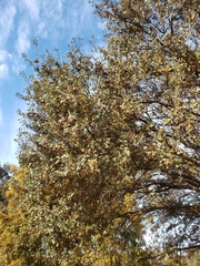 Quercus lobata
