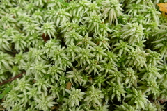 Sphagnum cristatum