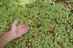 Sphagnum cristatum