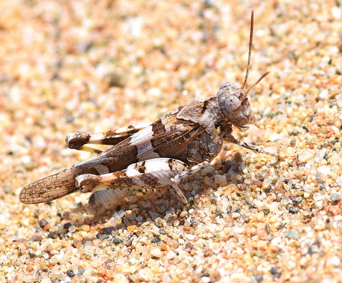 Scarlet Band-winged Grasshopper