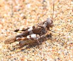 Oedipoda miniata