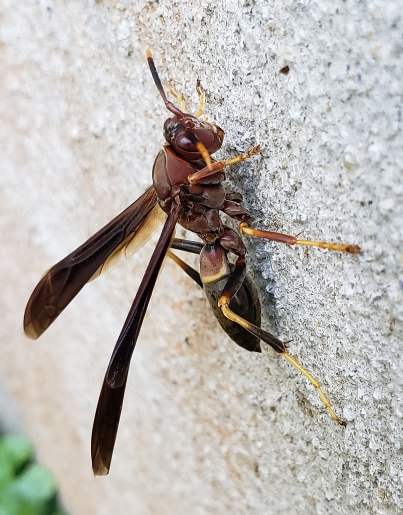 Ringed Paper Wasp from Kilmarnock, VA 22482, USA on November 29, 2020