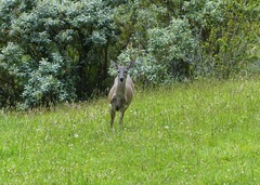 Odocoileus virginianus ustus