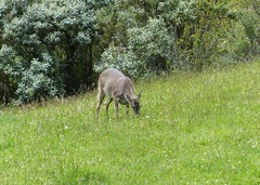 Odocoileus virginianus ustus