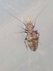 Pteroxanium kelloggi