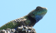 Sceloporus smaragdinus