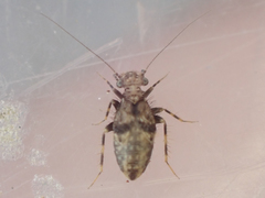Pteroxanium kelloggi