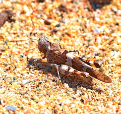 Oedipoda miniata