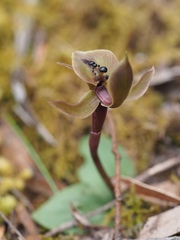 Chiloglottis gunnii