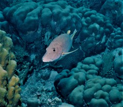 Lutjanus cyanopterus