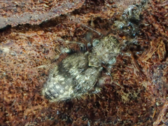 Pteroxanium kelloggi