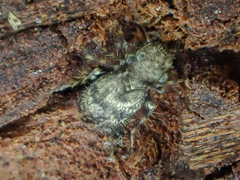 Pteroxanium kelloggi