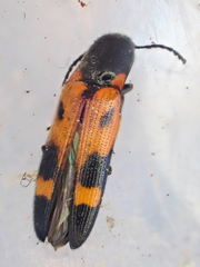 Megapenthes elegans