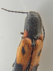 Megapenthes elegans