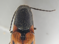 Megapenthes elegans