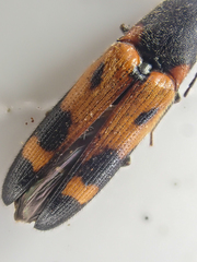 Megapenthes elegans