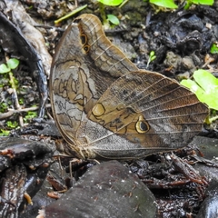Eryphanis
